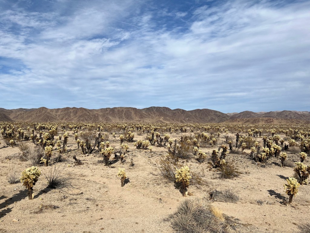 Joshua Tree & Pinnacles National Park&nbsp;East